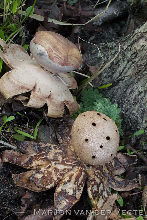 Peperbus - Myriostoma coliforme